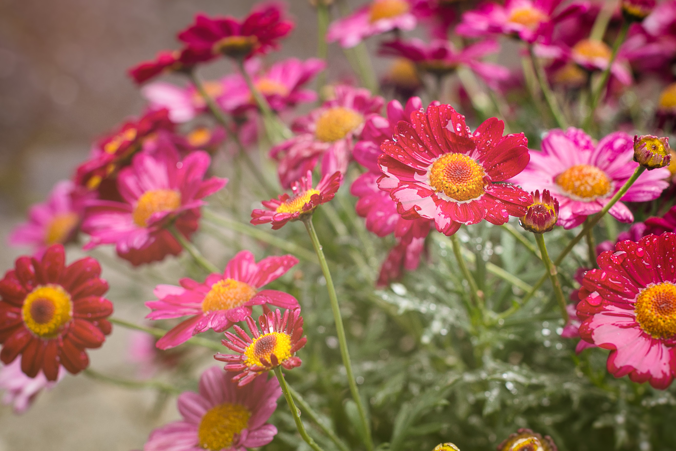 Marie &amp; Orazio-639-Modifier_BIG